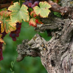 ヴィエイユ・ヴィーニュ（Vieilles Vignes）の意味ーワインに与える特徴とメリットとは？